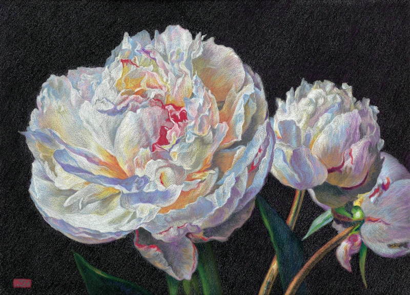 Peonies in bud by Adriana van Zoest | still life painting in pastel on pastelcarton 34 x 44 cm