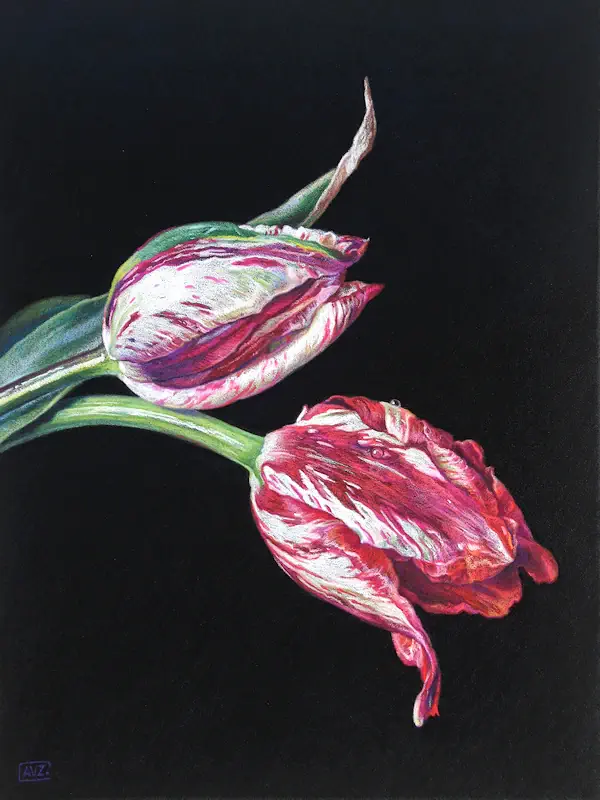 Two tulips by Adriana van Zoest | still life painting in pastel on pastelcarton 35 x 45 cm