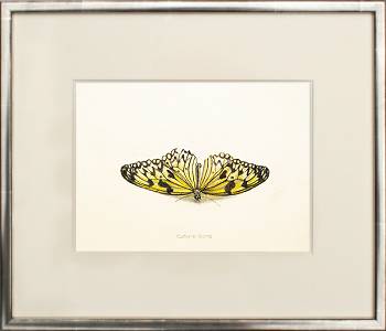 Butterfly III by Chris Herenius | animal painting in watercolor on paper 33 x 48 cm