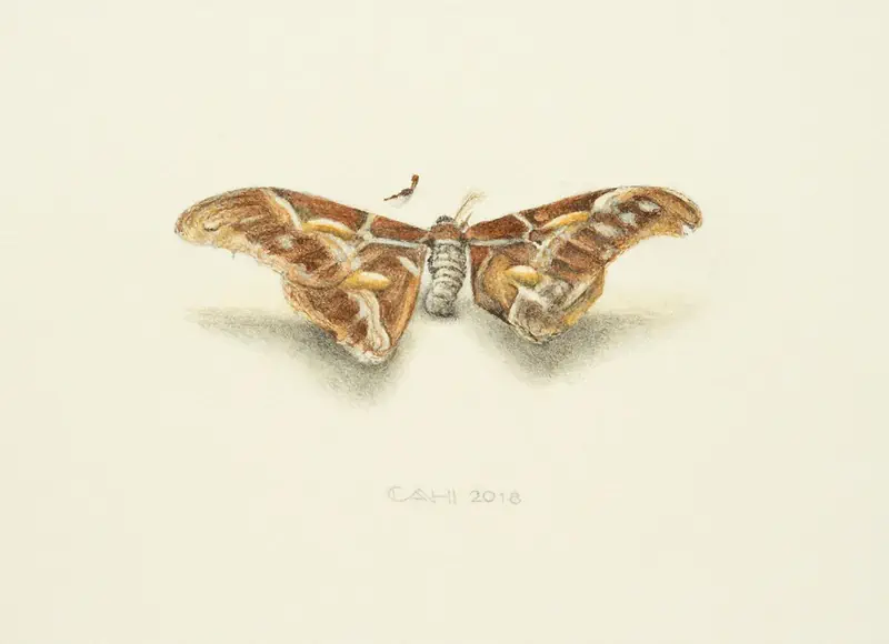 Vlinder I van Chris Herenius | dieren schilderij in aquarel op papier 33 x 48 cm