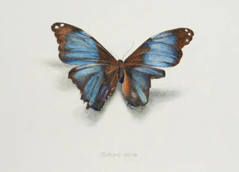 Vlinder II van Chris Herenius | dieren schilderij in aquarel op papier 33 x 48 cm