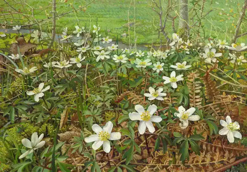 Holzanemonen von Joke Frima | landschaft Gemälde in Öl auf Aluminiumplatte 26 x 35 cm