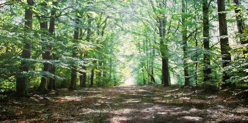 The Essence of Connection by Wout Wachtmeester | landscape painting in acrylic on canvas 95 x 185 cm